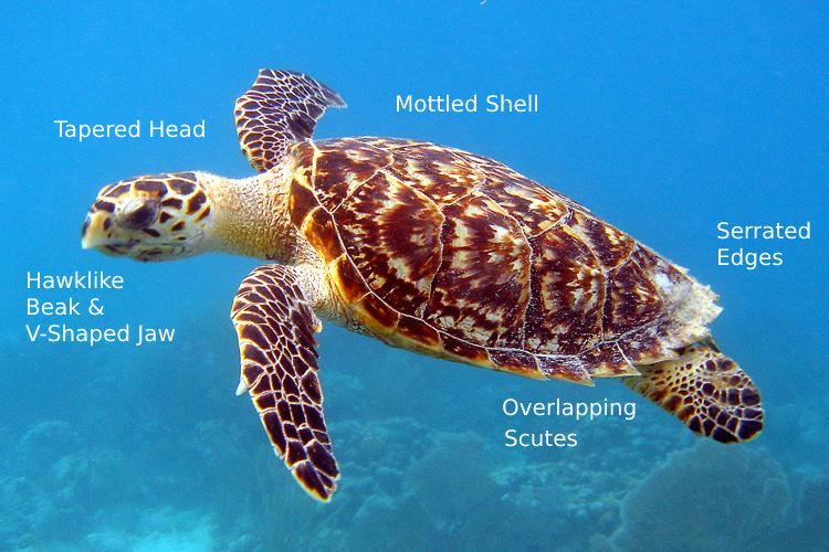 The Hawksbill Sea Turtle Is An Endangered Species – Nature's Wildlife ...