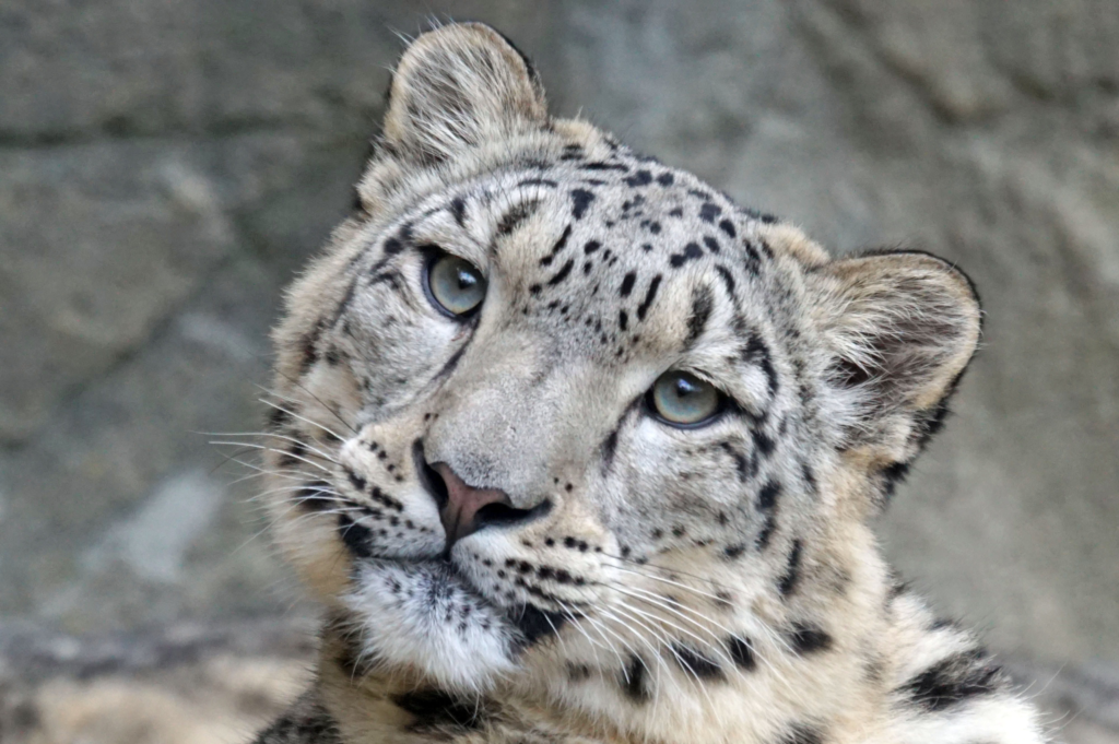 Snow Leopard - Nature In Crisis